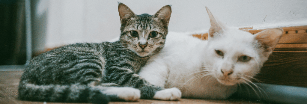 A cozy close-up of two domestic cats lounging inside on a wooden floor.