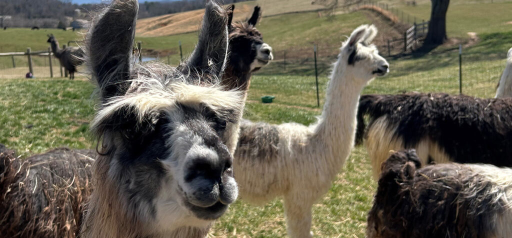 A group of Alpacas in a field.