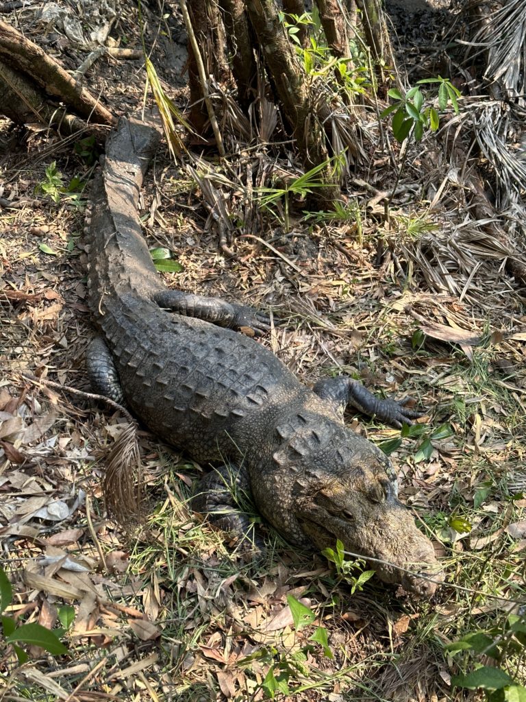 A crocodile in Belize