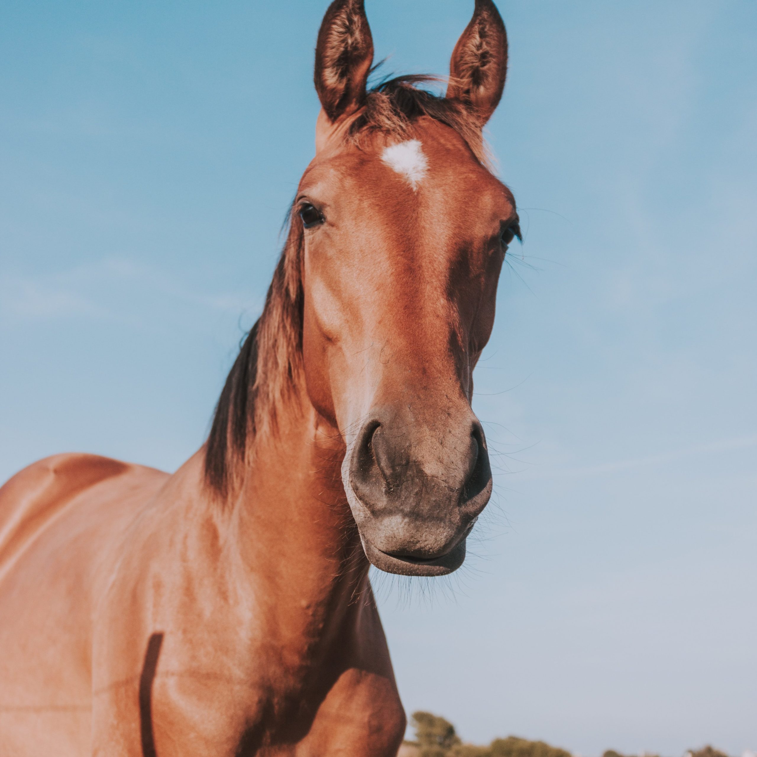 Chestnut horse in field 