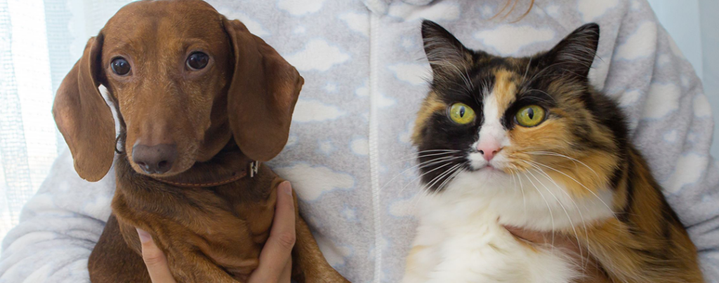 Close-up of a dachshund dog and calico cat being held together, showcasing their adorable companionship.