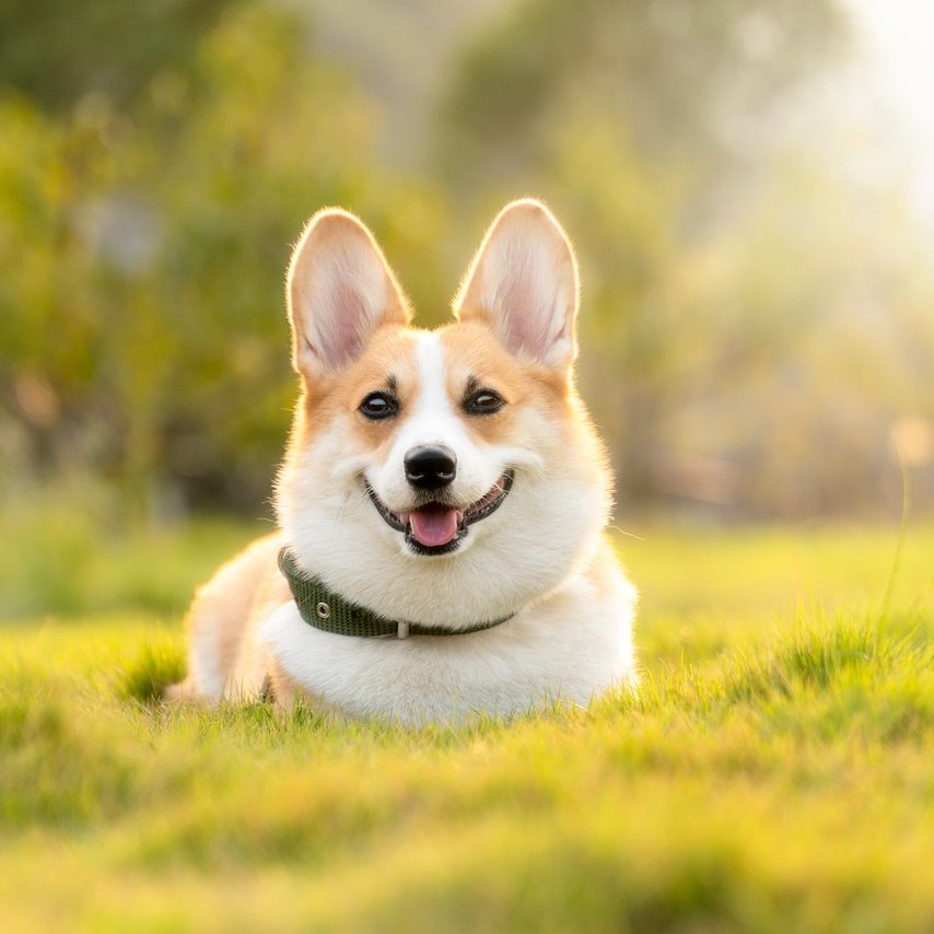 Yellow and white corgi dog laying in a grass field 