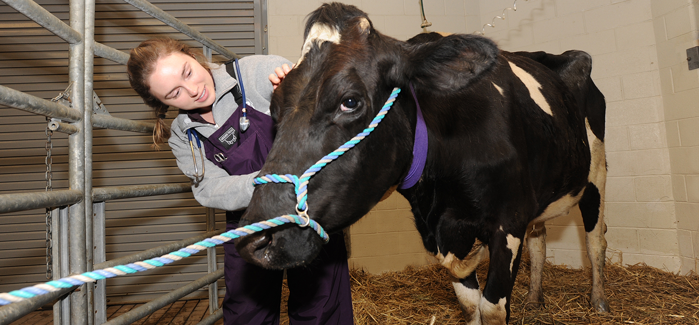 Student examining a black and white cow.