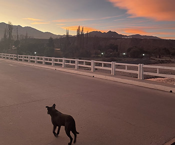dog walking sunset in Argentina
