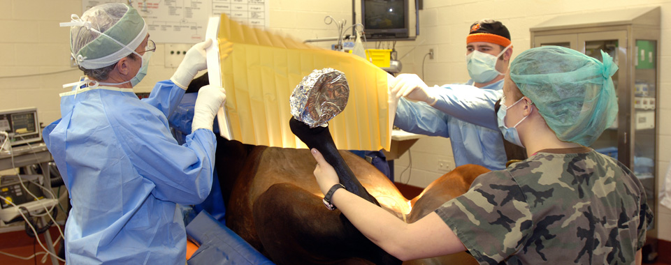 Surgery team working on a horse