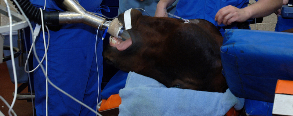 Sedating an animal before surgery