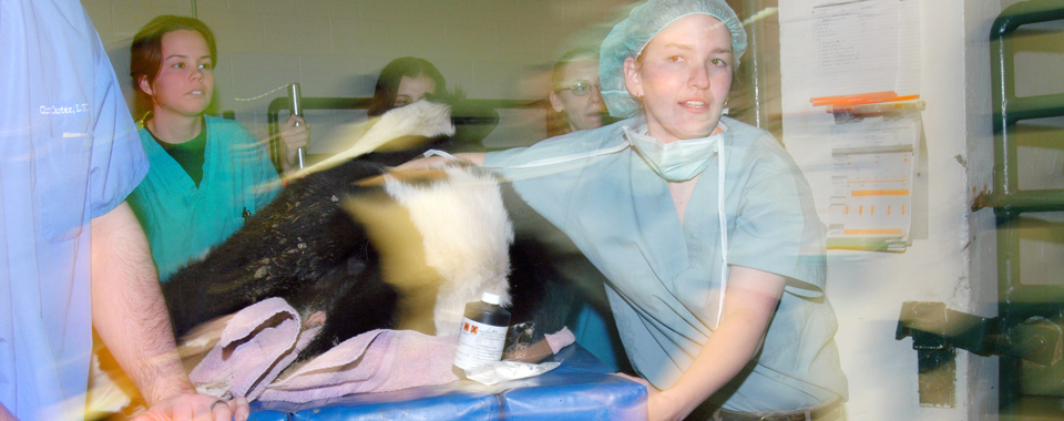 Rushing animal to surgery