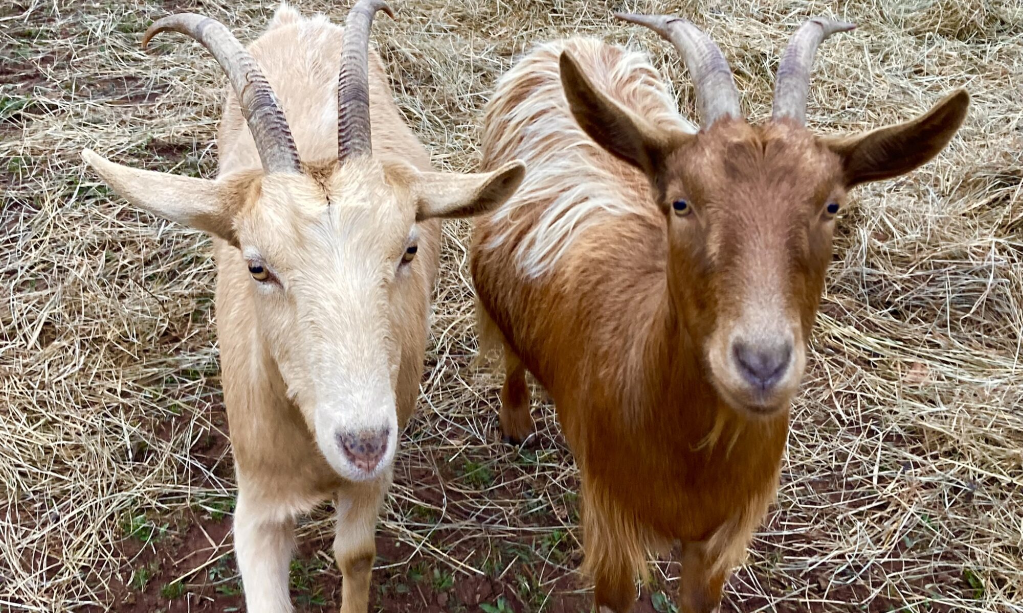 Two goats, one tan and the other brown, look at the camera