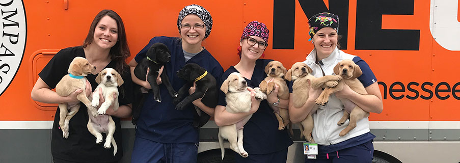 Shelter medicine team with puppies