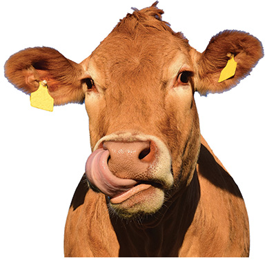 A brown cow with yellow cattle tags on its ears 