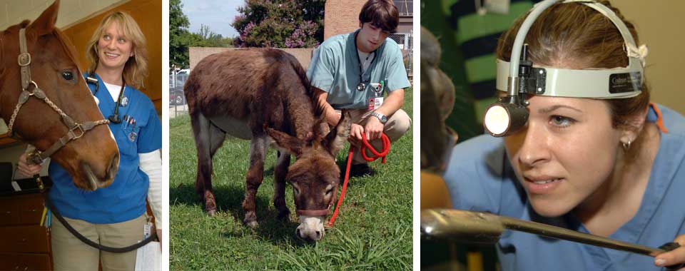 Large Animal Clinical Sciences | College of Veterinary Medicine