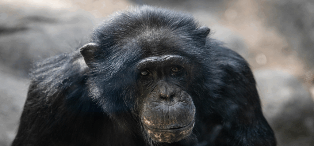 Lu, a 35-year-old chimpanzee at Zoo Knoxville.
