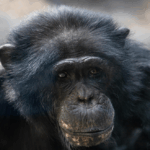 Lu, a 35-year-old chimpanzee at Zoo Knoxville.
