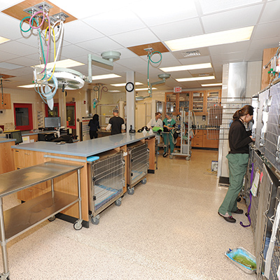 A large room with many cages for patients and some doctors and staff tending to some patients. 