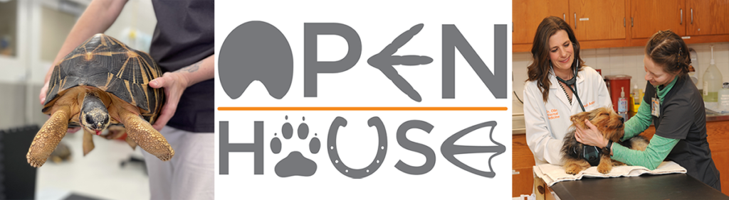 Turtle being held by two hands in clinic, open house logo and small brown and black dog being examined by veterinarian and technician.