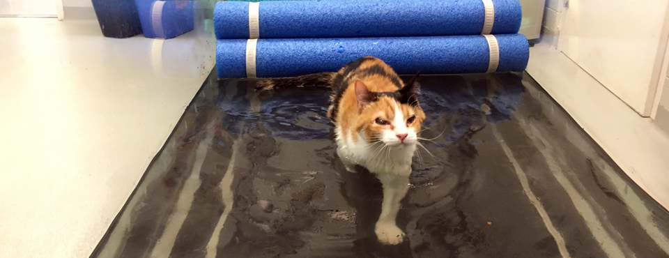 Feline on water treadmill