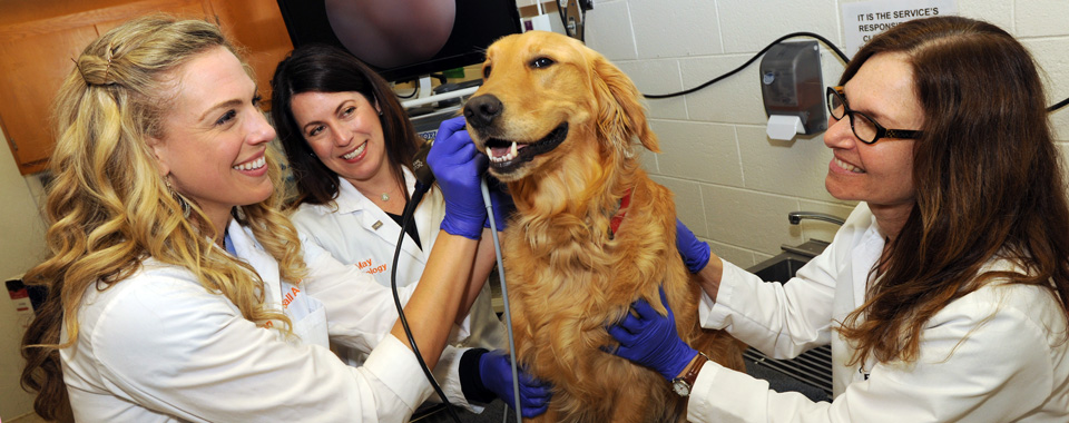 Team examining a dog