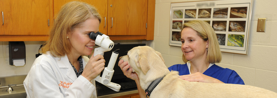Examining a canine