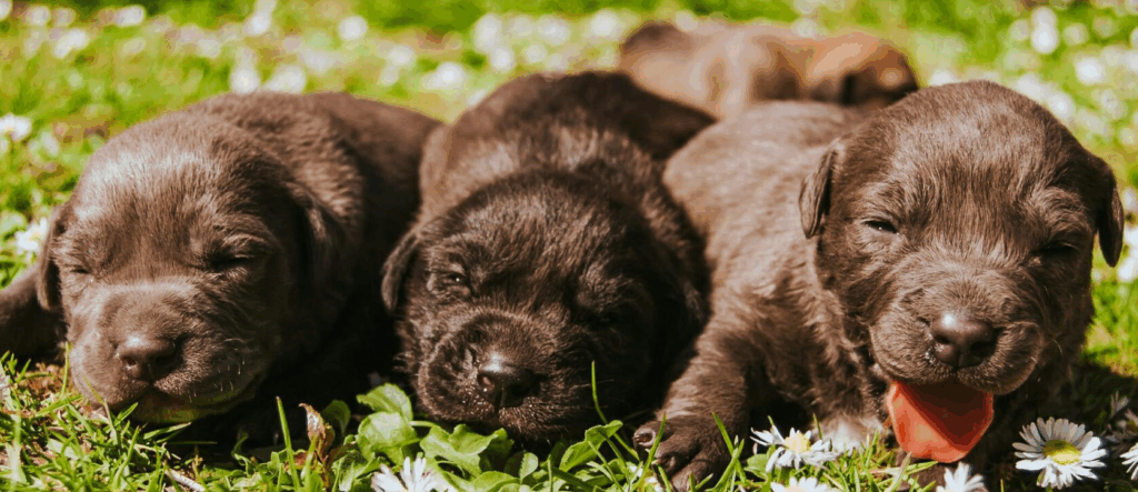 Three cute Labrador Retriever puppies resting on a sunny grassy field with daisies.