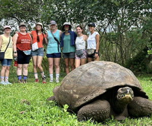 Large turtle in Galapagos