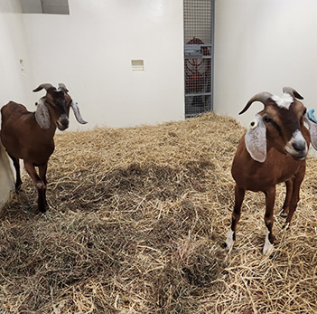 White and brown goats in a stall