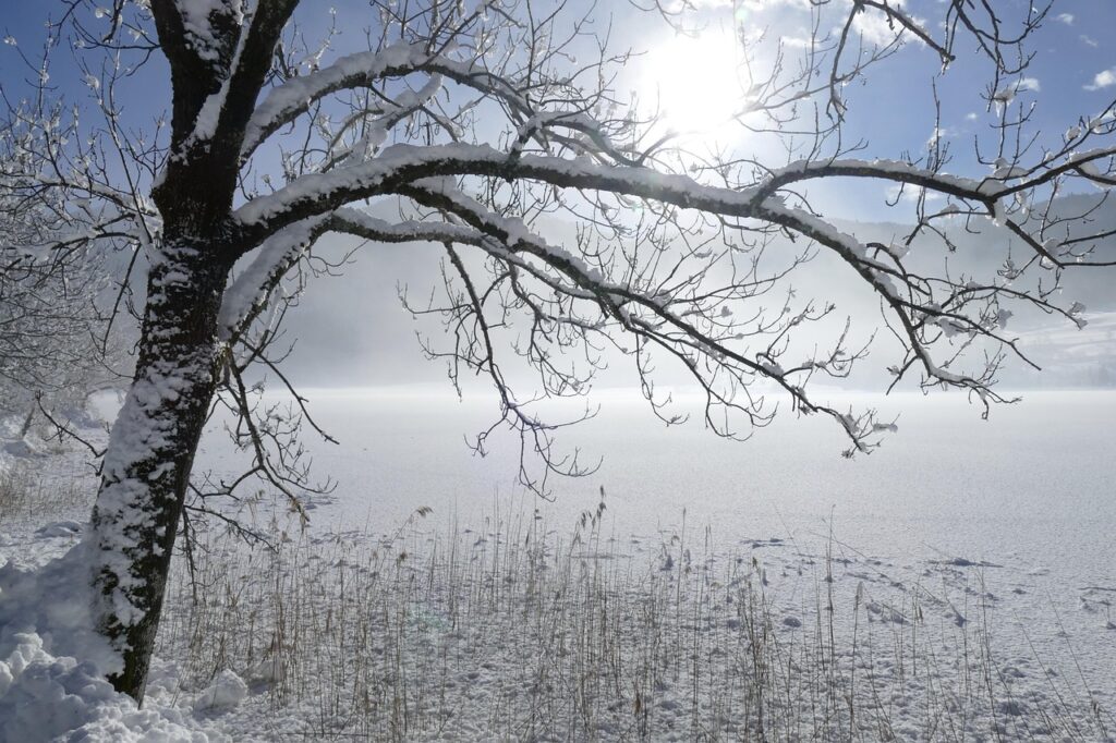 Snow covering a tree and field suggesting a recent storm.