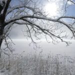 Snow covering a tree and field suggesting a recent storm.