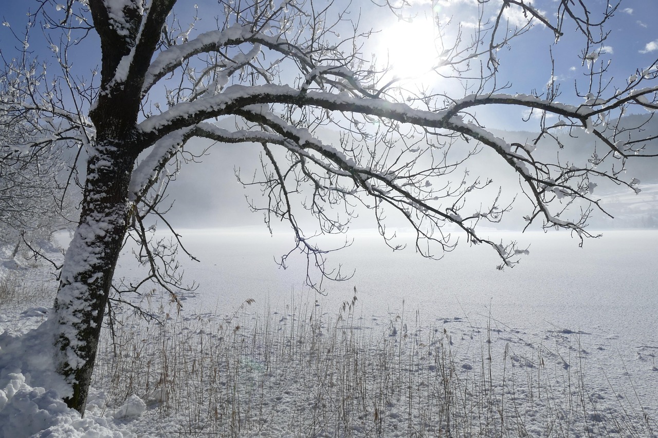 Snow covering a tree and field suggesting a recent storm.