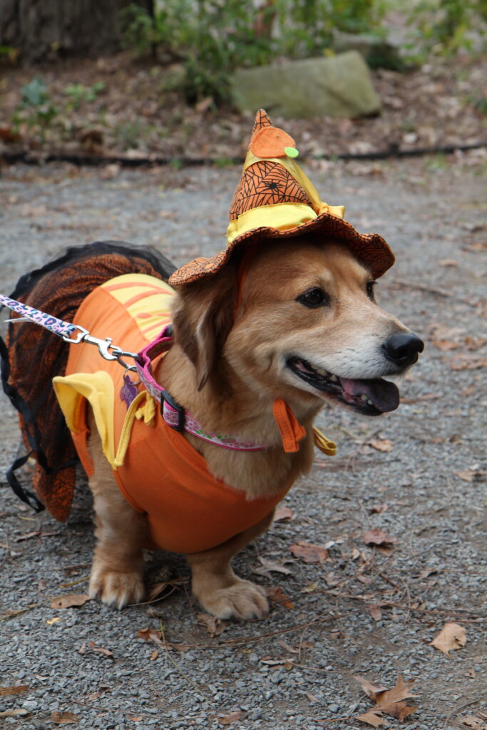 A short brown dog wearing an orange and yellow witch's costume complete with a hat